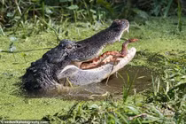 Rắn vùng vẫy trong hàm cá sấu đói và kết nghẹt thở