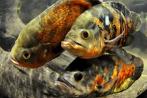 Sửng sốt phát hiện loài cá biết tương tư như người