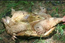 Động vật “dị” đứt đầu vẫn sống nhiều giờ, ăn xác thối