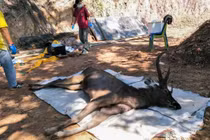 Xé lòng cảnh hươu chết do nuốt phải 7 kg rác thải nhựa