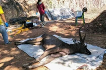 Xé lòng cảnh hươu chết do nuốt phải 7 kg rác thải nhựa