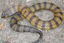 Khám phá ai cũng "sợ run bần bật" về 11 loài rắn độc