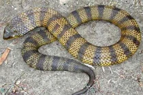 Khám phá ai cũng "sợ run bần bật" về 11 loài rắn độc