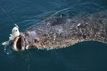 Thấy cần câu uốn cong, cần thủ hoảng hồn kéo lên quái vật khổng lồ 