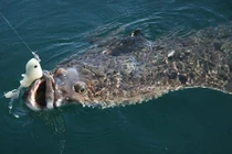 Thấy cần câu uốn cong, cần thủ hoảng hồn kéo lên quái vật khổng lồ 