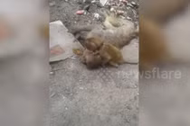 Khỉ mẹ chết vì nắng nóng, khỉ con có hành động bất ngờ