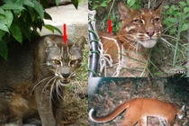 Khám phá hàng hiếm beo lửa khiến đại ca số má Dũng "bóng nhựa" xộ khám