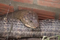 Sửng sốt tóm được cặp rắn hổ mây 60kg, 6m ở An Giang