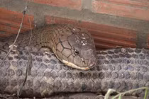 Sửng sốt tóm được cặp rắn hổ mây 60kg, 6m ở An Giang