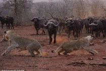 "Chết cười" sư tử sợ hãi tột độ khi đối đầu trâu rừng