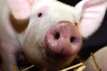 Cách đầu heo chết hồi sinh thành zombie kinh dị