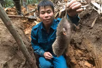 Chuyện săn lùng loài chuột khổng lồ trong rừng tây Yên Tử