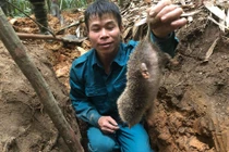 Chuyện săn lùng loài chuột khổng lồ trong rừng tây Yên Tử