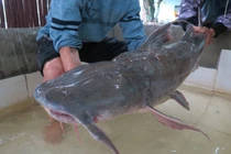 "Thủy quái sông Đà" nhìn như "hung thần", ai xem cũng choáng