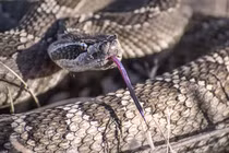 Giải mật "sốc" về loài rắn: Từng có chân