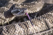 Giải mật "sốc" về loài rắn: Từng có chân