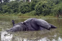 Tê giác cái bị bạn tình giết chết vì từ chối "yêu"