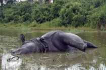 Tê giác cái bị bạn tình giết chết vì từ chối "yêu"