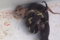 Hãi hùng rắn vua trúng độc không chết, điên tiết quay lại nuốt đối thủ