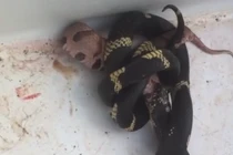 Hãi hùng rắn vua trúng độc không chết, điên tiết quay lại nuốt đối thủ