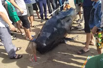 Sững sờ cá voi khổng lồ dạt vào bờ biển Hà Tĩnh