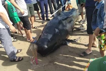 Sững sờ cá voi khổng lồ dạt vào bờ biển Hà Tĩnh