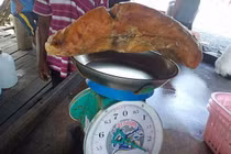 Bới rác, choáng váng thấy vật quý nghi giá trị tới 2,3 tỷ đồng