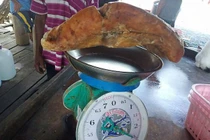 Bới rác, choáng váng thấy vật quý nghi giá trị tới 2,3 tỷ đồng