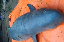 Tiết lộ bí ẩn về loài "cá thiêng" trên sông Mê Kông