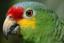 Vẹt bị bắt nhốt vì "đồng lõa" tội phạm ma túy