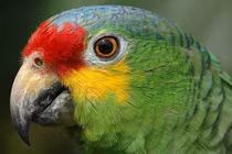 Vẹt bị bắt nhốt vì "đồng lõa" tội phạm ma túy