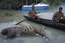 Xác hổ và tê giác bỏ mạng gần nhau, lộ nguyên nhân bất ngờ