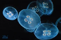 Kỳ lạ loạt sinh vật "xanh lòe xanh loẹt" cực hiếm 