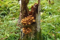 Kinh dị sinh vật khổng lồ giết chết hàng triệu cây cối