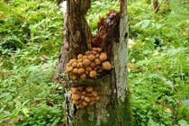 Kinh dị sinh vật khổng lồ giết chết hàng triệu cây cối