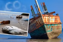 Dấu hiệu ớn lạnh dự báo cuộc đại tuyệt chủng trên Trái đất?