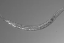 Lạ lùng loài giun có 3 giới tính ngoài hành tinh