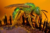 Sự thực không ngờ sau những vết cắn động vật kinh hoàng nhất