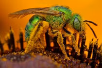 Sự thực không ngờ sau những vết cắn động vật kinh hoàng nhất