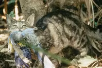 Sự thực choáng về ác thú giết 2 tỷ động vật mỗi năm