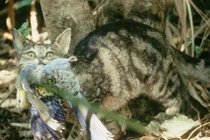 Sự thực choáng về ác thú giết 2 tỷ động vật mỗi năm