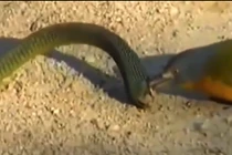 Rắn độc nhất châu Phi thê thảm vì loài nhỏ bé này