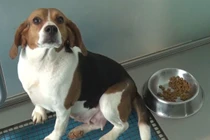 Choáng cách Trung Quốc nhân bản chó mới để nuôi tiếp