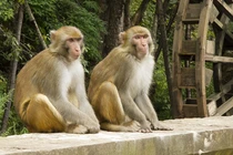 Ly kỳ chuyện Ấn Độ triệt sản loài khỉ bằng trí tuệ nhân tạo