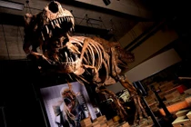 Đây là khủng long bạo chúa vĩ đại nhất thế giới