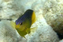 Điểm mặt những "nông dân" xuất sắc đến lạ trong thế giới động vật