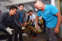 Tóm gọn trăn khổng lồ "thành tinh" ẩn nấp 10 năm trên trần nhà