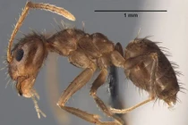 Loài kiến "điên" khiến NASA phải kinh hãi