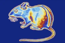 Tạo ra "siêu chuột" nhìn xuyên màn đêm: Khoa học đều có lý do