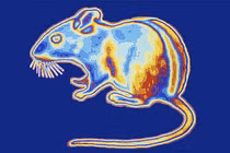 Tạo ra "siêu chuột" nhìn xuyên màn đêm: Khoa học đều có lý do